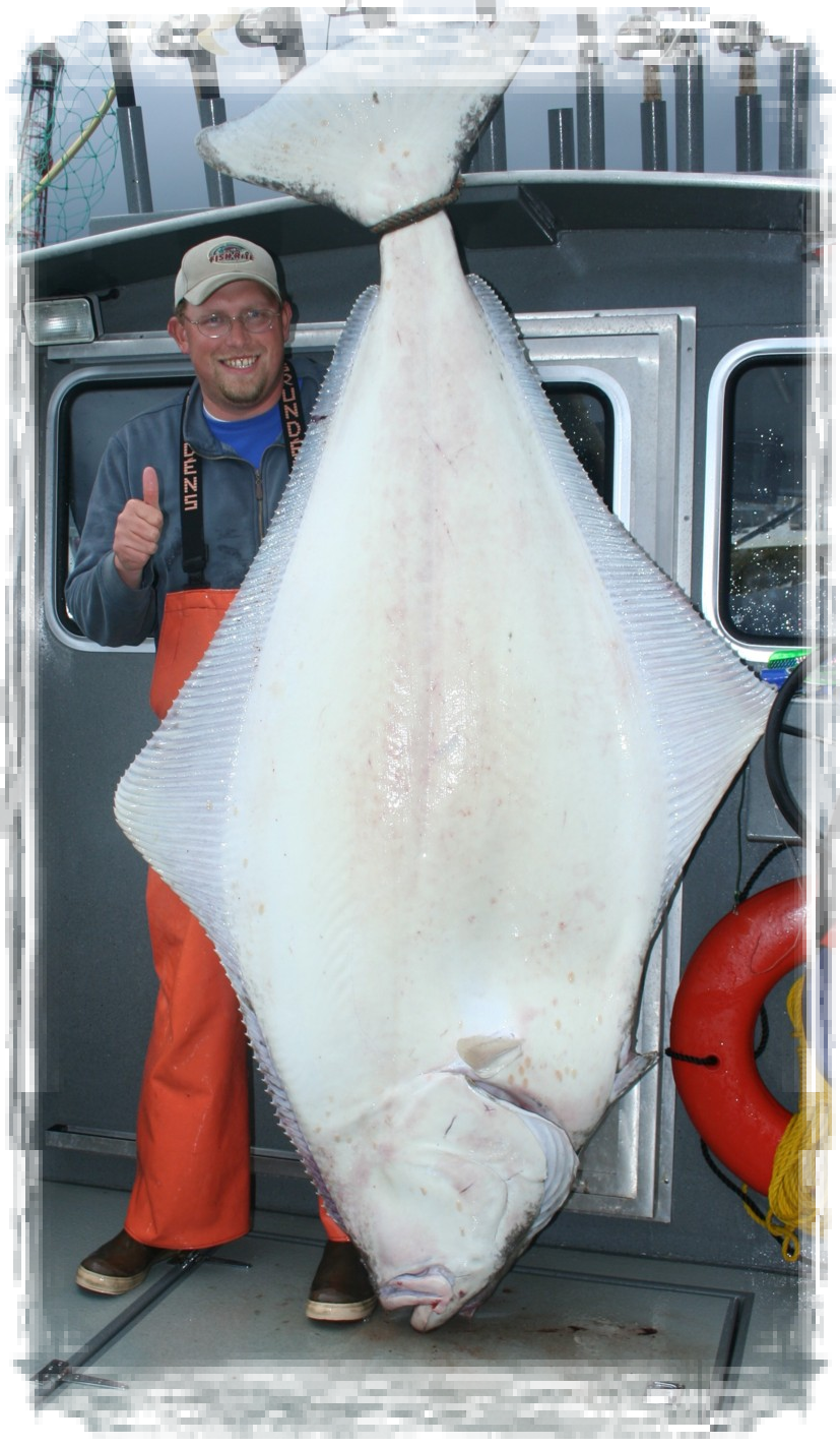 350 pound trophy Alaskan halibut caught in Glacier Bay near Gustavus, Alaska with Capt. Andy Martin