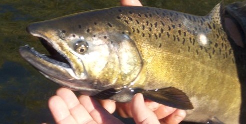 Fall Chinook salmon fishing on the Klamath River near Hornbrook, California