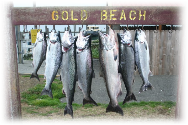 Rogue River Oregon Salmon and Steelhead Fishing Trips.