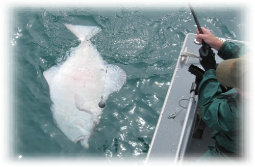 Alaska Trophy Halibut Charters and King Salmon Charters.