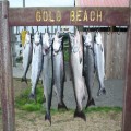 Limits of chromer kings from the Rogue Bay, September 2011.