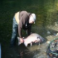 Bruce releases a trophy king on upper Chetco, 2011.